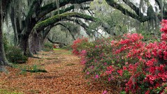 Flowers moss South Carolina Magnolia plantation