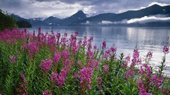 Flowers Mountains Alaska lakes national park