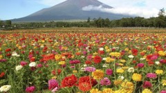 Flowers Mountains fields