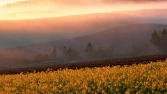 Flowers Mountains Japan mist fields yellow flowers