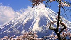 Flowers Mountains Japan spring cherry blossoms mount fuji