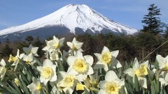 Flowers Mountains Japan spring white flowers daffodils mount 