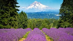 Flowers Mountains Oregon purple flowers lavender Mt. Hood