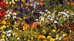 Flowers multicolor pansies