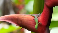 Flowers national geographic lizards
