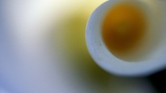 Flowers national geographic macro