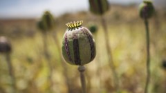 Flowers national geographic opium