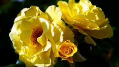 Flowers natural complex magazine