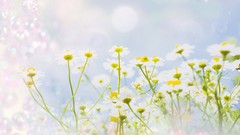 Flowers nature abstract digital art