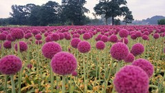 Flowers nature allium