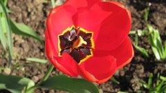 Flowers nature anemones (flower)