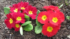 Flowers nature anemones (flower)