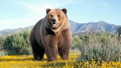 Flowers nature Animals Bears