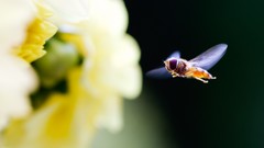 Flowers nature Animals bees flying skyscapes