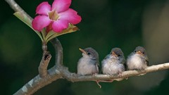 Flowers nature Animals Birds