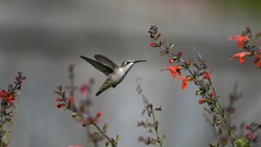 Flowers nature Animals Birds hummingbirds