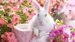 Flowers nature Animals Bunnies baskets