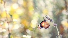 Flowers nature Animals Butterflies