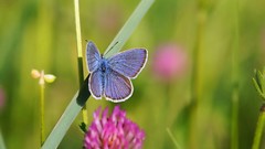 Flowers nature Animals Butterflies Green