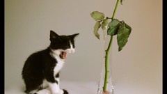 Flowers nature Animals cats roses Kittens feline