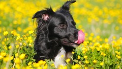 Flowers nature Animals Dogs fields outdoors pets
