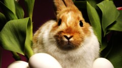 Flowers nature Animals eggs Easter