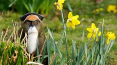 Flowers nature Animals monkeys daffodils yellow flowers