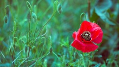 Flowers nature Animals Photographers