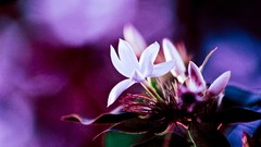 Flowers nature Animals Photographers