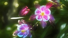 Flowers nature Animals Photographers