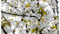 Flowers nature Animals Photographers