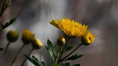 Flowers nature Animals Photographers