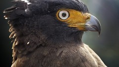 Flowers nature Animals Photographers