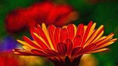 Flowers nature Animals Photographers