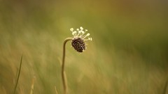 Flowers nature Animals Photographers