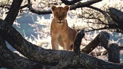 Flowers nature Animals Photographers