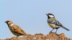 Flowers nature Animals Photographers