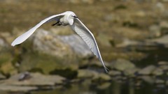 Flowers nature Animals Photographers