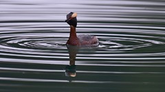 Flowers nature Animals Photographers