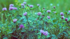 Flowers nature Animals Photographers