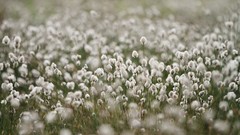 Flowers nature Animals Photographers