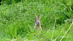 Flowers nature Animals Photographers
