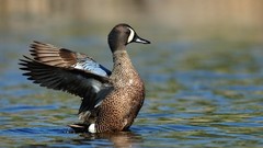Flowers nature Animals Photographers