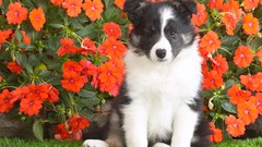 Flowers nature Animals Puppies Dogs