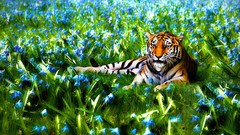 Flowers nature Animals Tigers wildlife