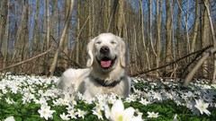 Flowers nature Animals white Dogs labrador retriever