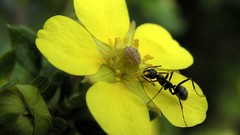 Flowers nature ants