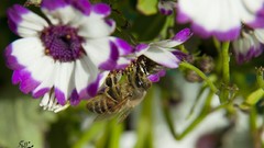 Flowers nature bees insects
