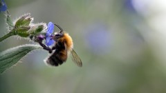 Flowers nature bees insects