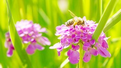 Flowers nature bees insects pink flowers